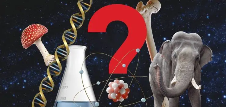 Quiz image